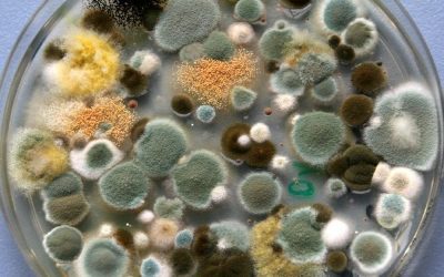 A Report on Mold Contamination