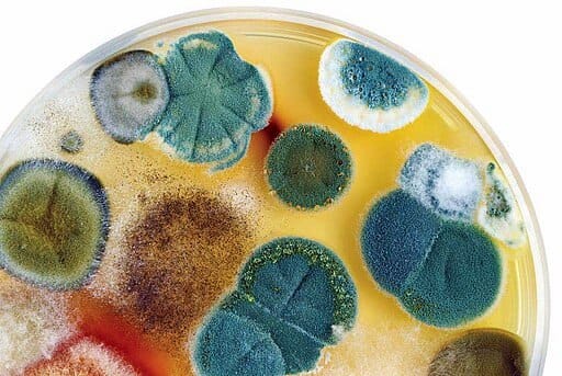 Moldy Petri Dish